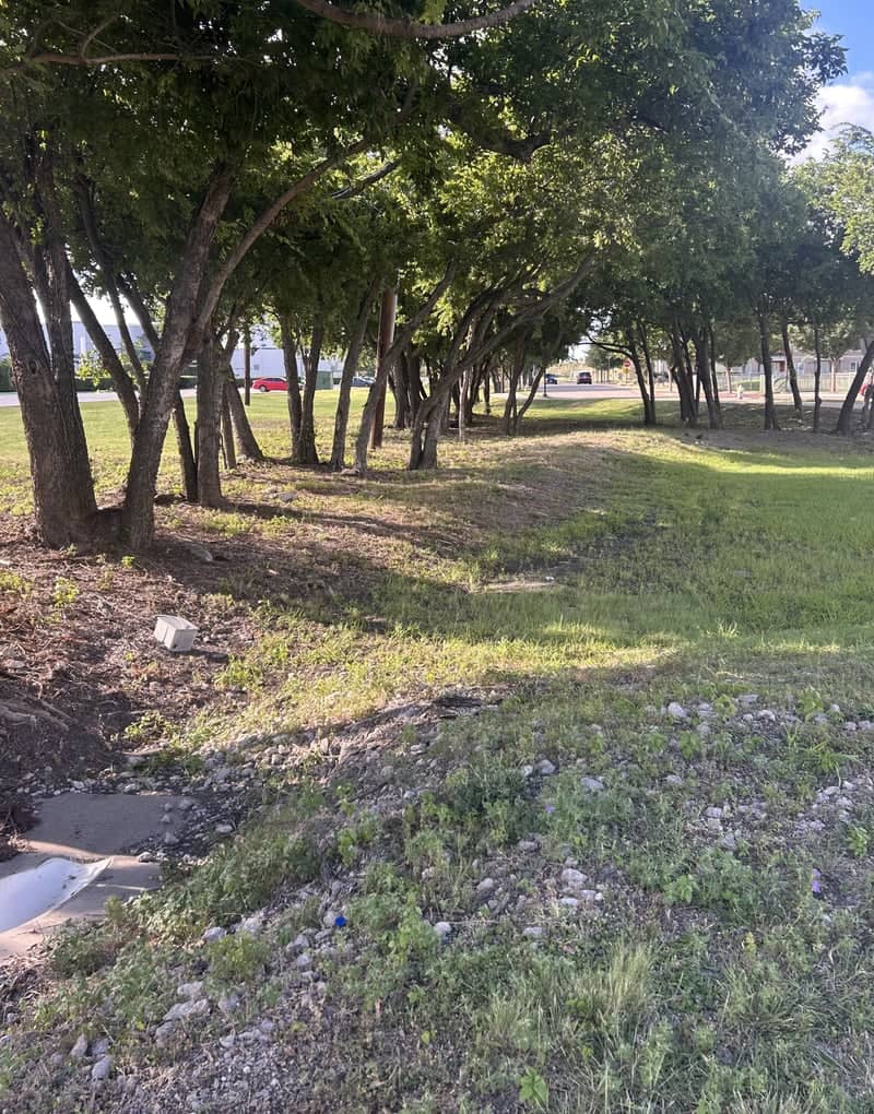 UT Dallas Tree Line - Image 1