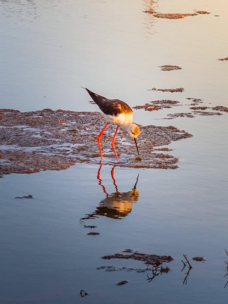 Salt Marshes of Les Portes-en-Ré - Image 1