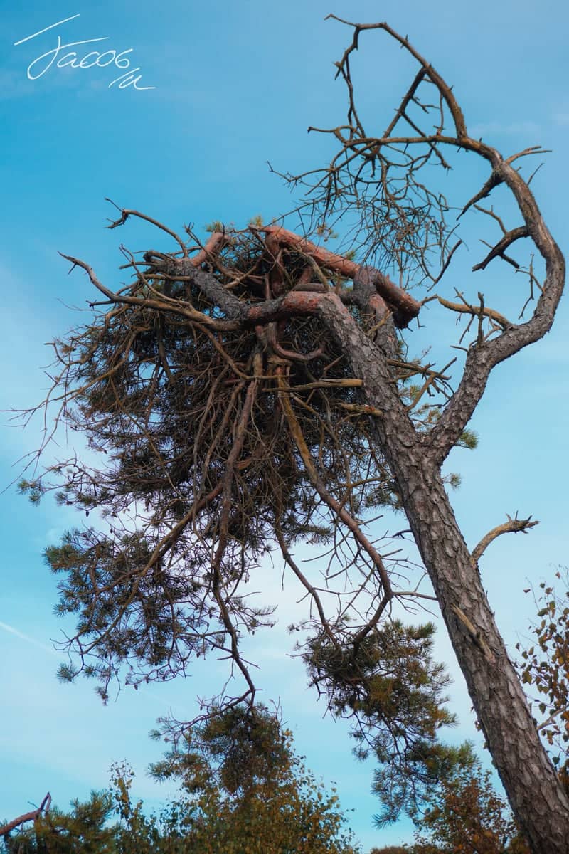 Windswept Pines of Tönnersa - Image 1