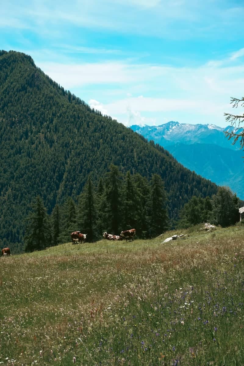 Brusson Alpine Meadows - Image 1