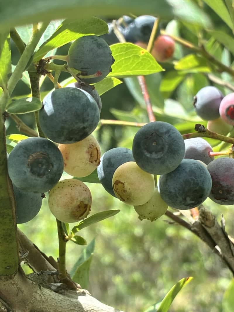 The Blueberry Patch - Image 1