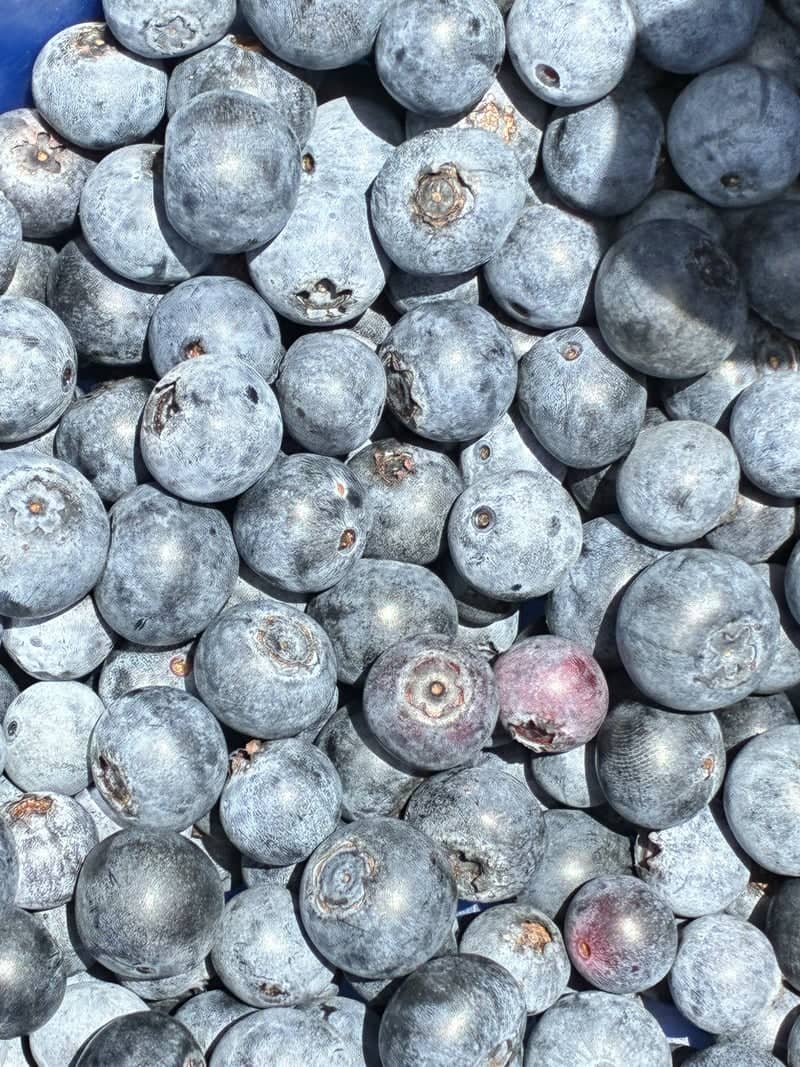 Crystal River Blueberry Farm - Image 1
