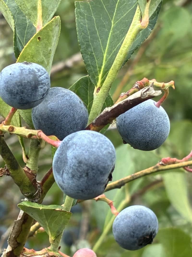 B&G Blueberries - Image 1