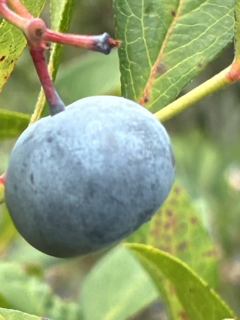 Crystal River Wild Berry Patch - Image 1