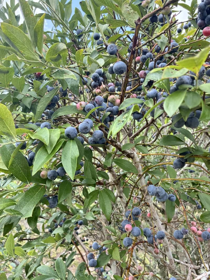 B & G Blueberries - Image 1