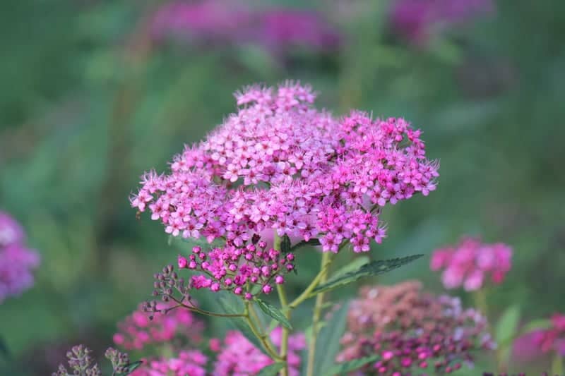 Clear Brook Garden Blooms - Image 1