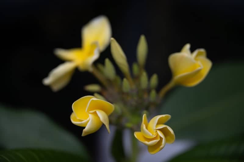 Esperanza Ridge Floral Garden - Image 1