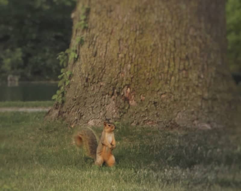 Boland Park - Image 1