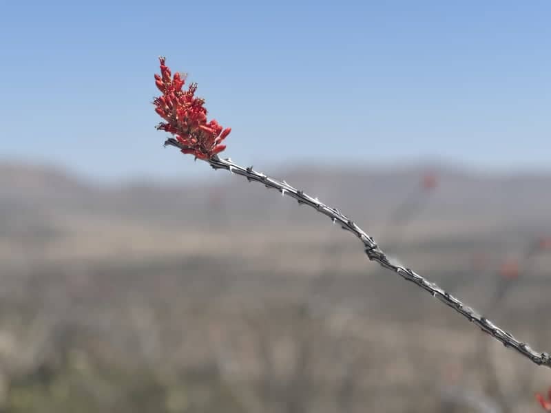 Alpine Desert Vista - Image 1