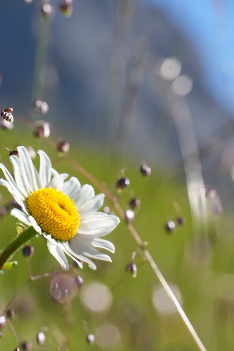 Santa Cristina Alpine Meadows