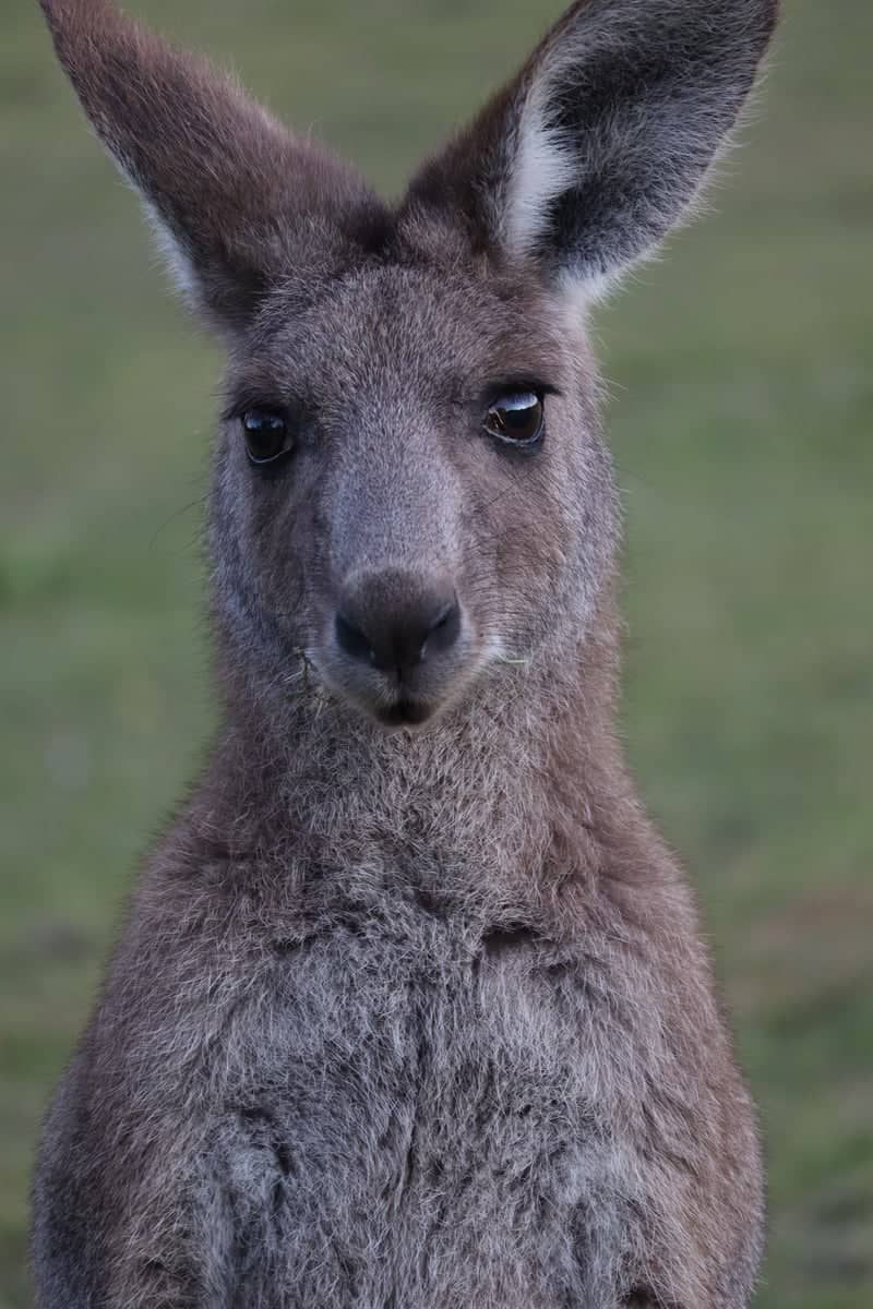 Nerang Wildlife Spot - Image 1