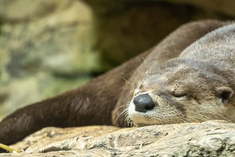 Minnesota Zoo Otter Exhibit - Image 1