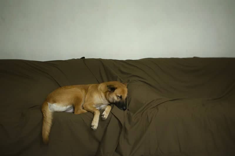 Homagama Indoor Pet Scene - Image 1