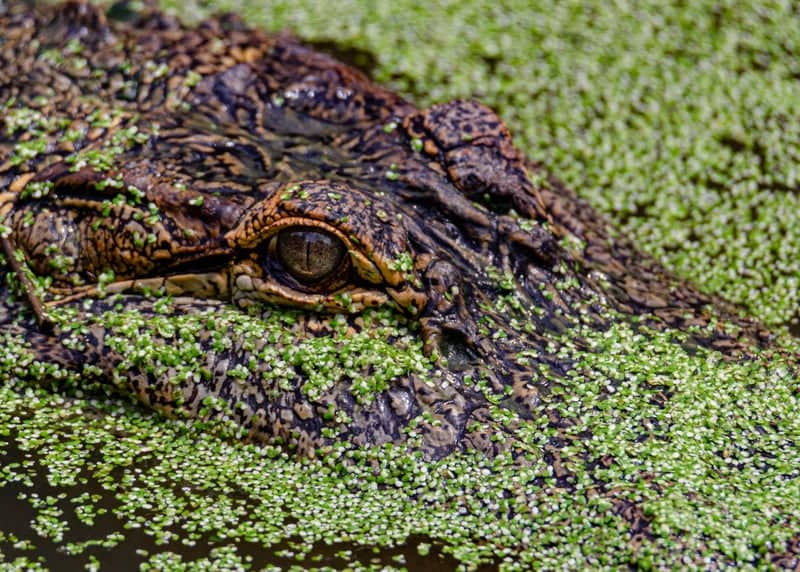 Alligator Alley - Image 1