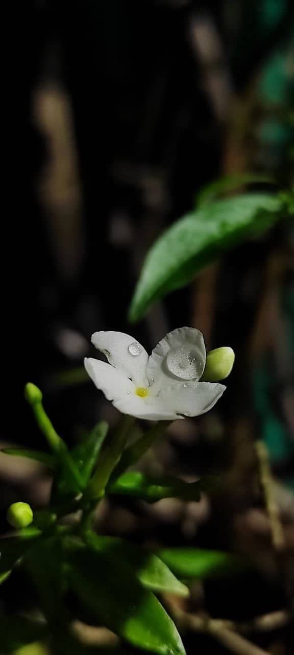Navrang Cinema Road Flora - Image 1