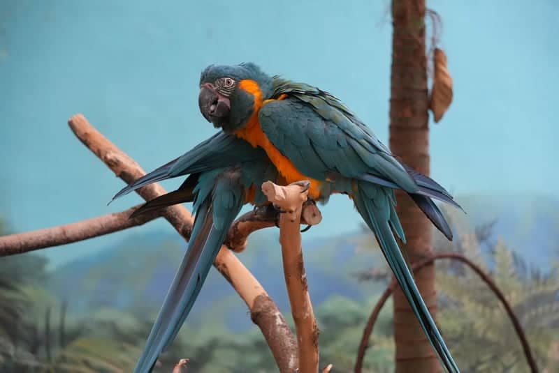 Brookfield Zoo - Image 1