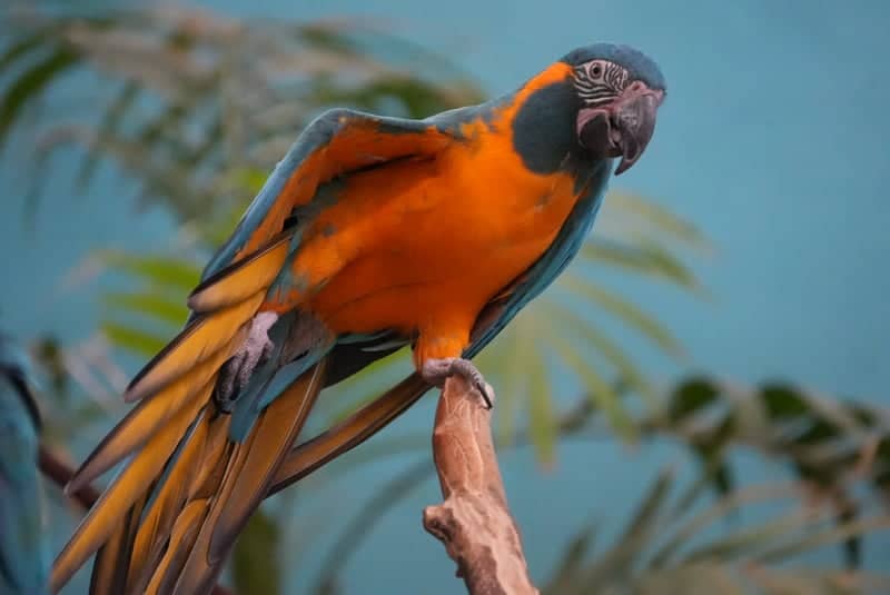 Brookfield Zoo - Image 1