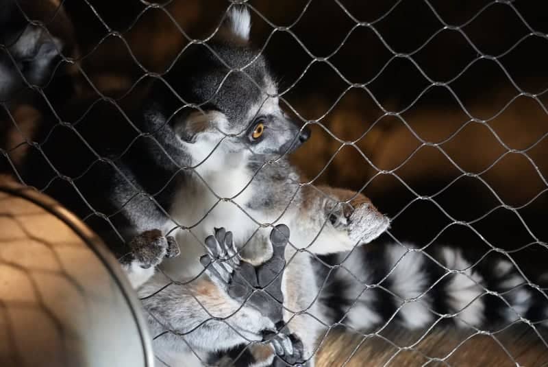 Brookfield Zoo - Image 1
