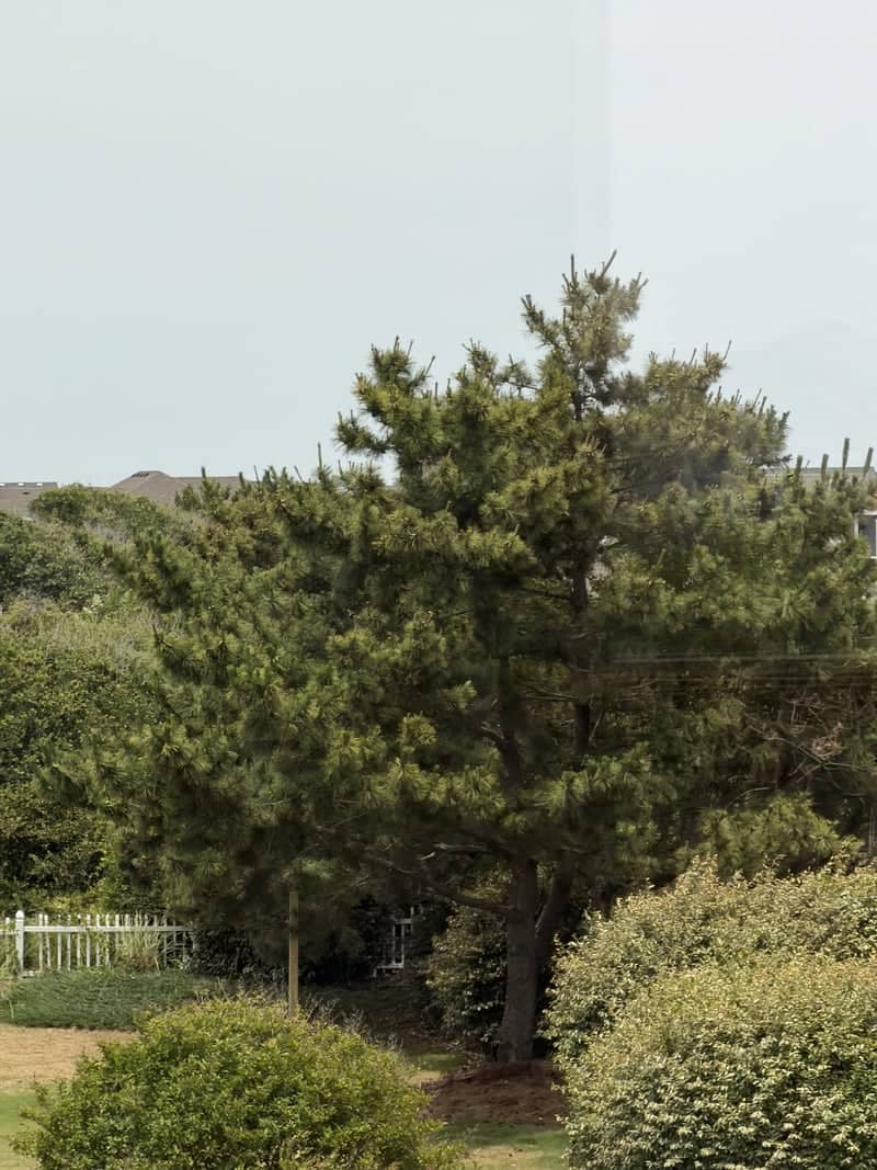 Whalehead Beach Coastal Garden - Image 1