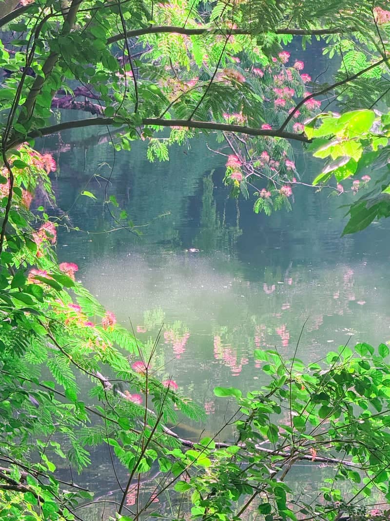 Tennessee River at Island Home Park - Image 1