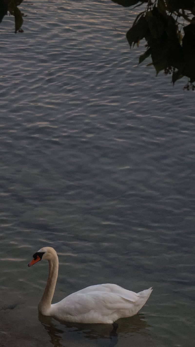 Lake Constance Shoreline, Bregenz - Image 1