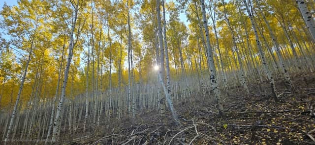 Hacılar Aspen Grove - Image 1