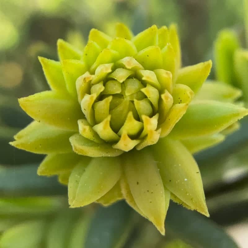 Salonta Garden Macro - Image 1