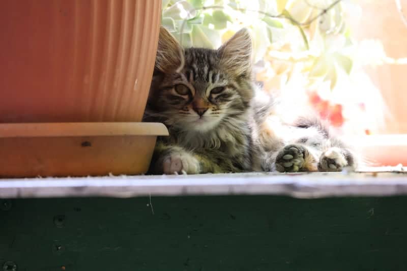 Cevizli Garden Cat - Image 1
