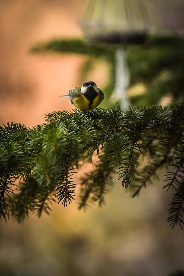 Sulejówek Garden Birding - Image 1