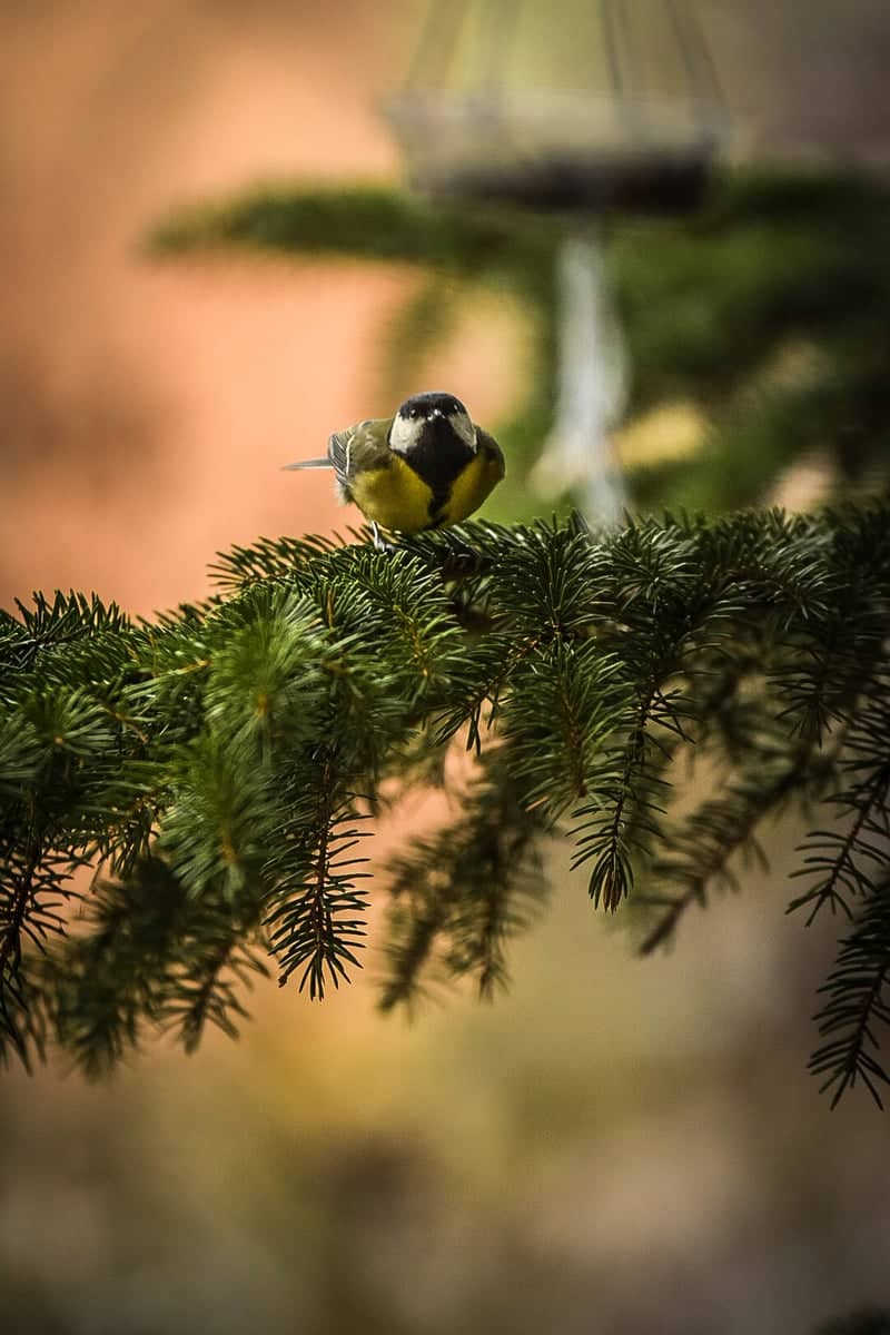 Sulejówek Garden Birding - Image 1