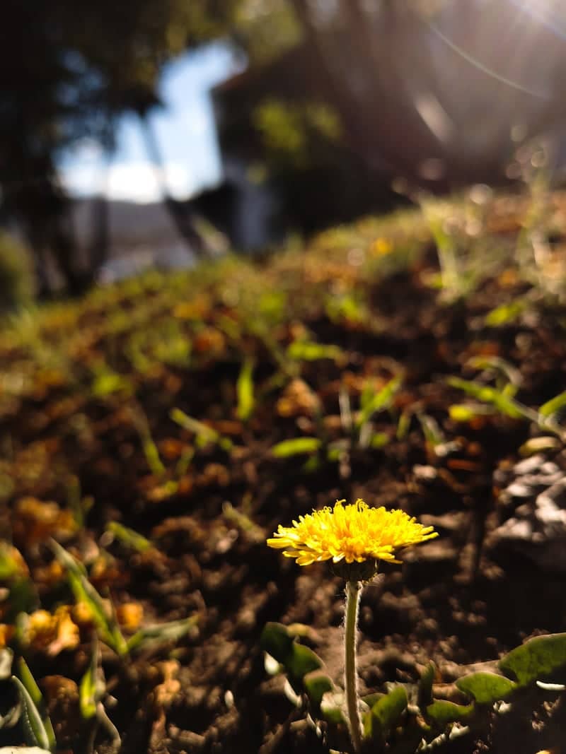 Riobamba Garden Close-up - Image 1