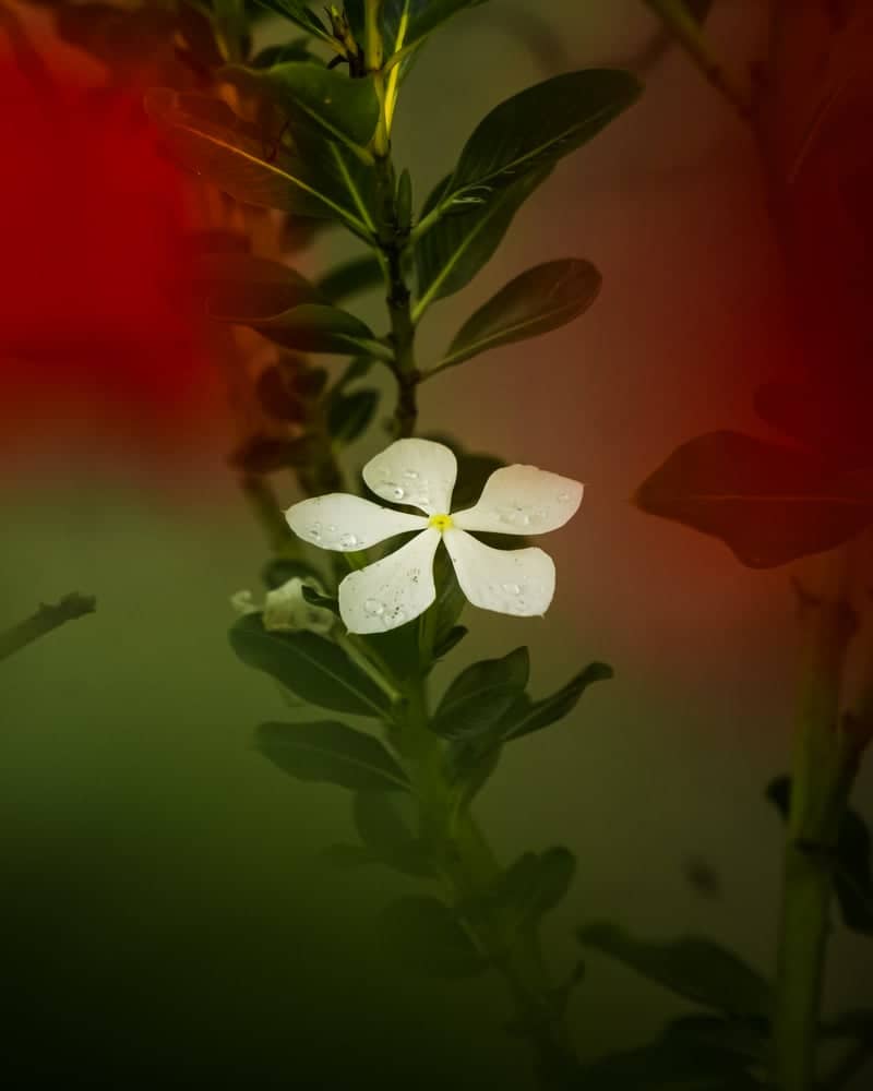 Dehradun Garden Flora - Image 1