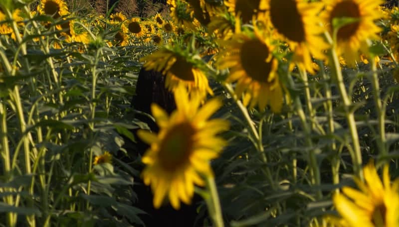 Mirano Sunflower Fields - Image 1
