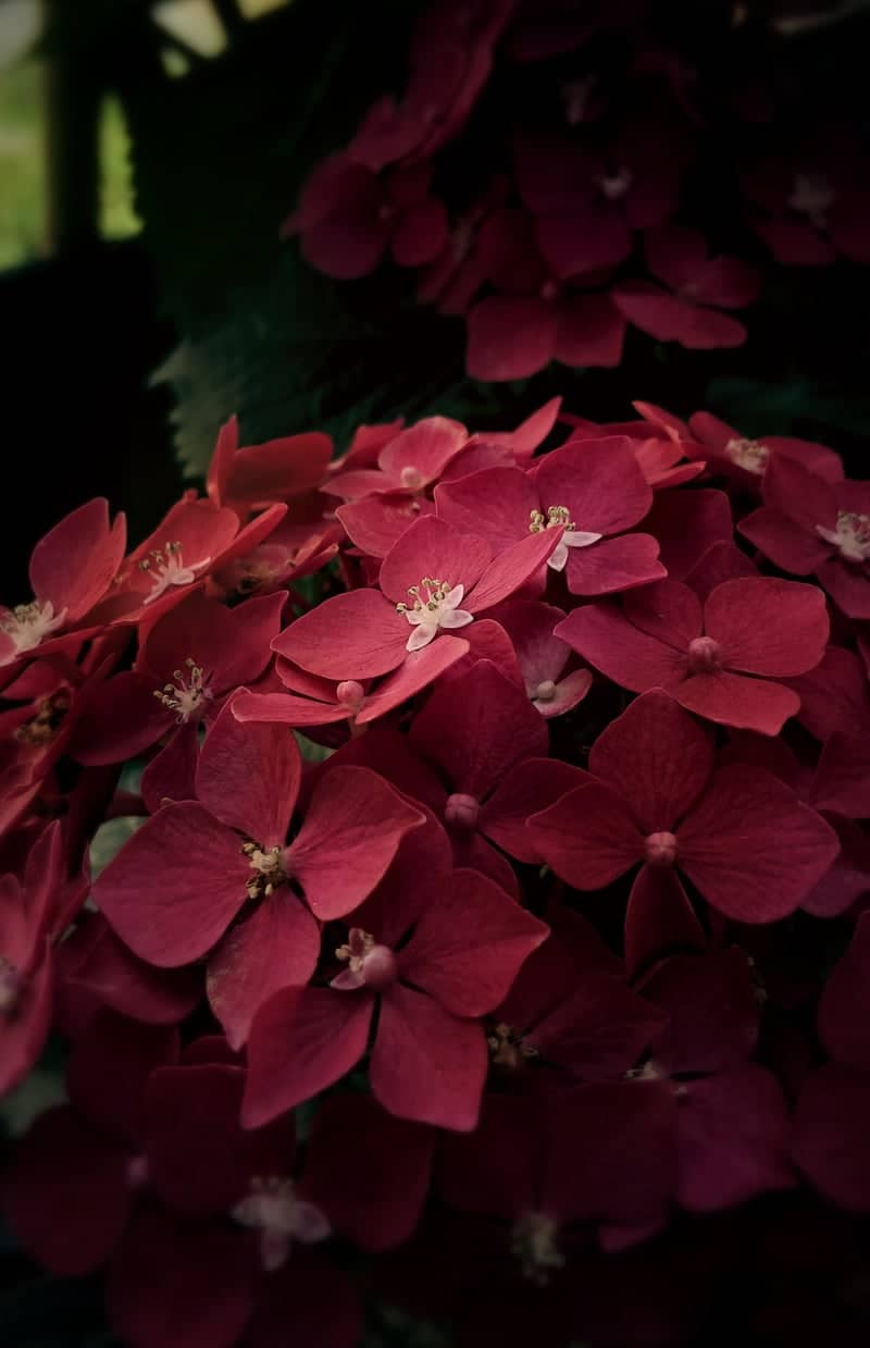 Tbilisi Floral Garden - Image 1