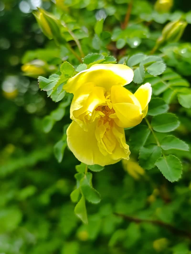 Zhigura Street Gardens - Image 1