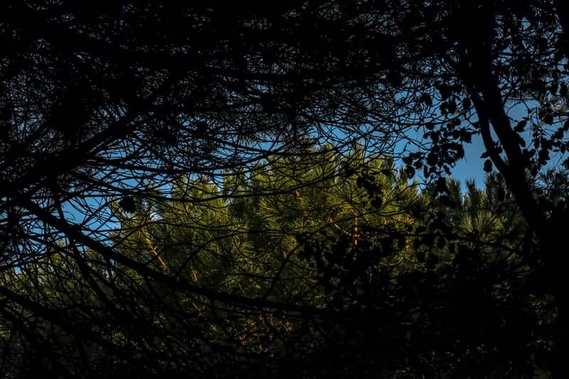 Sunset Path at Forêt des Pays de Monts - Image 5