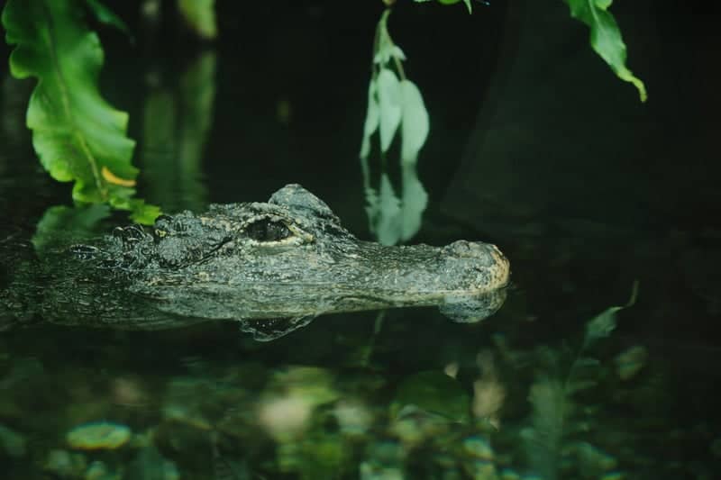 MacRitchie Reservoir - Image 1