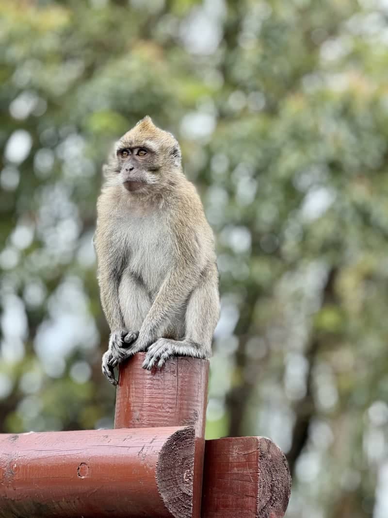 Grand Bassin Macaque Overlook - Image 1