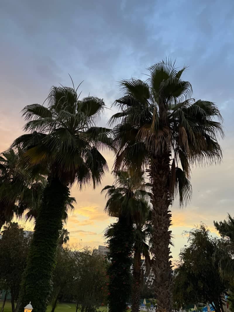 Göynük Palm Gardens - Image 1