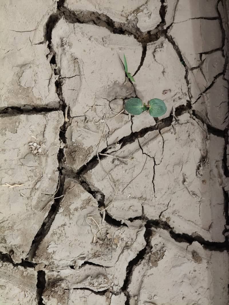 Sanouras Agricultural Textures - Image 1