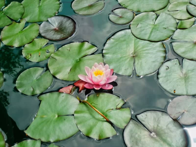 Mevlanakapı Park Pond - Image 1