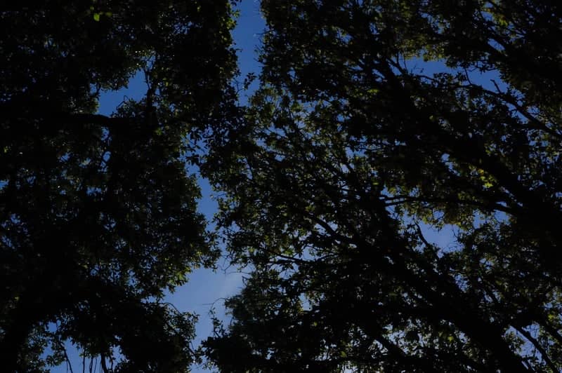 Corciano Woodland Canopy - Image 1