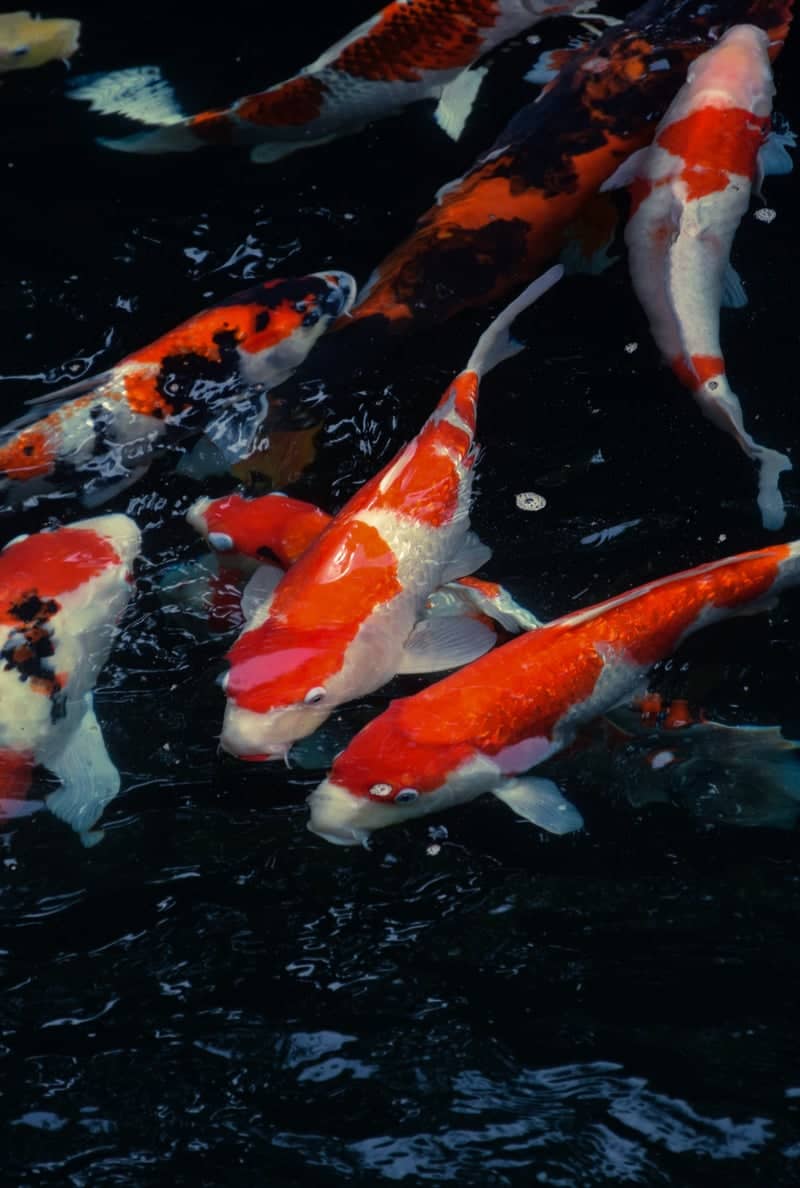 Hosen District Koi Pond - Image 1