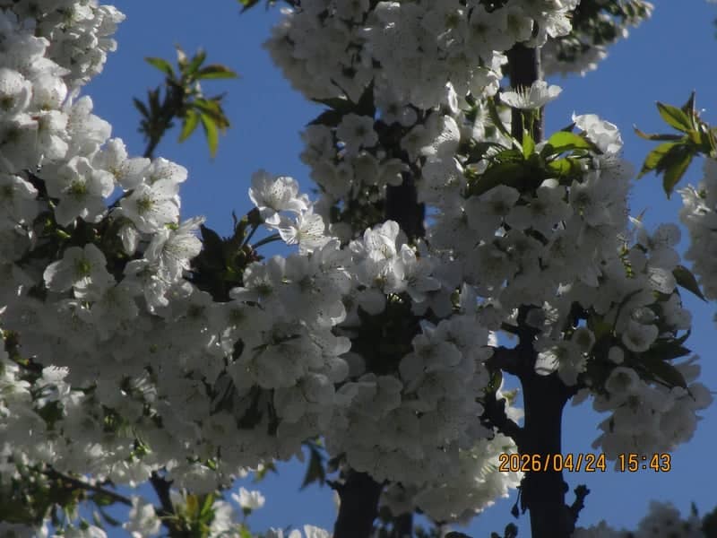 Kayaş Spring Blossoms - Image 1