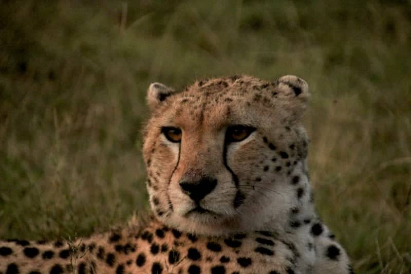 Serengeti National Park - Image 1