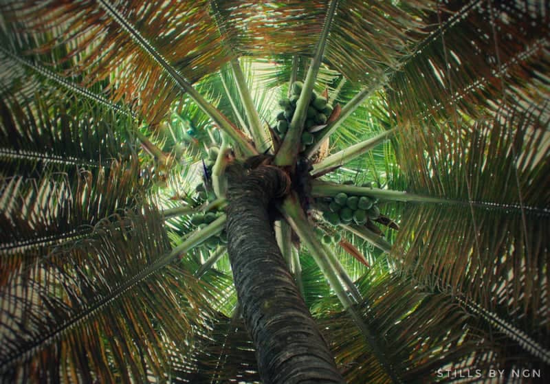 BTM Layout Palm Canopy - Image 1