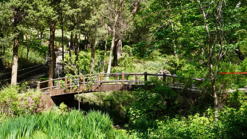 Baeksasil Valley Forest Bridge - Image 1