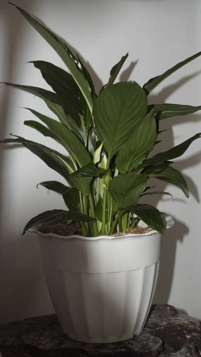 Peace Lily Indoor Still Life - Image 1