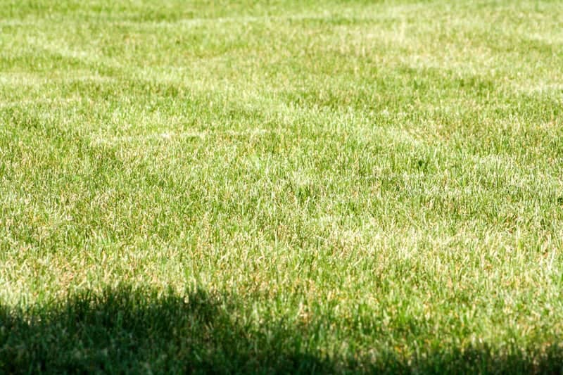 Valleyview Residential Greenery - Image 1