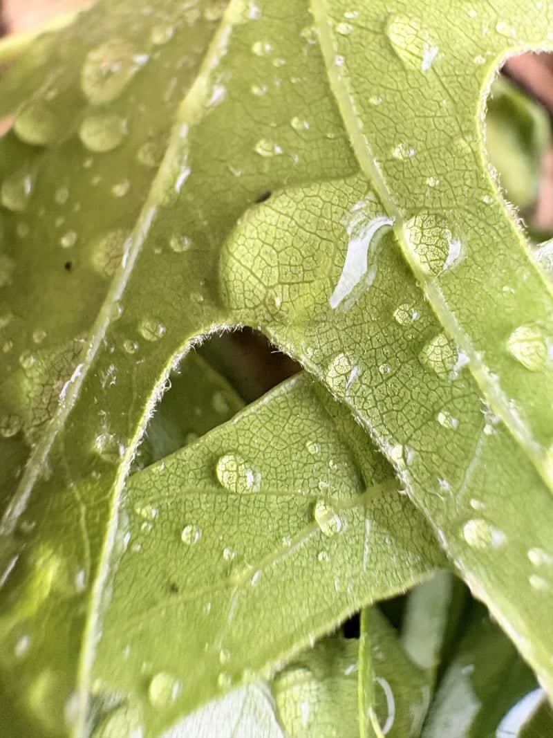 West St. Paul Garden Macro - Image 1